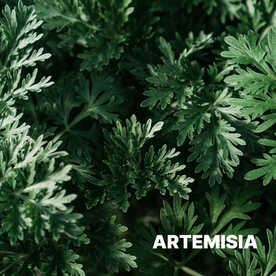 ARTEMESIA