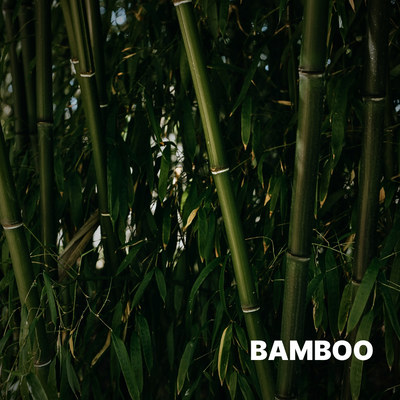 BAMBOO