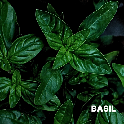 BASIL