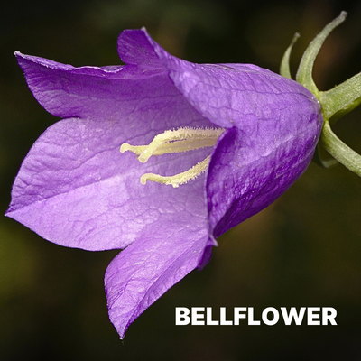 BELLFLOWER
