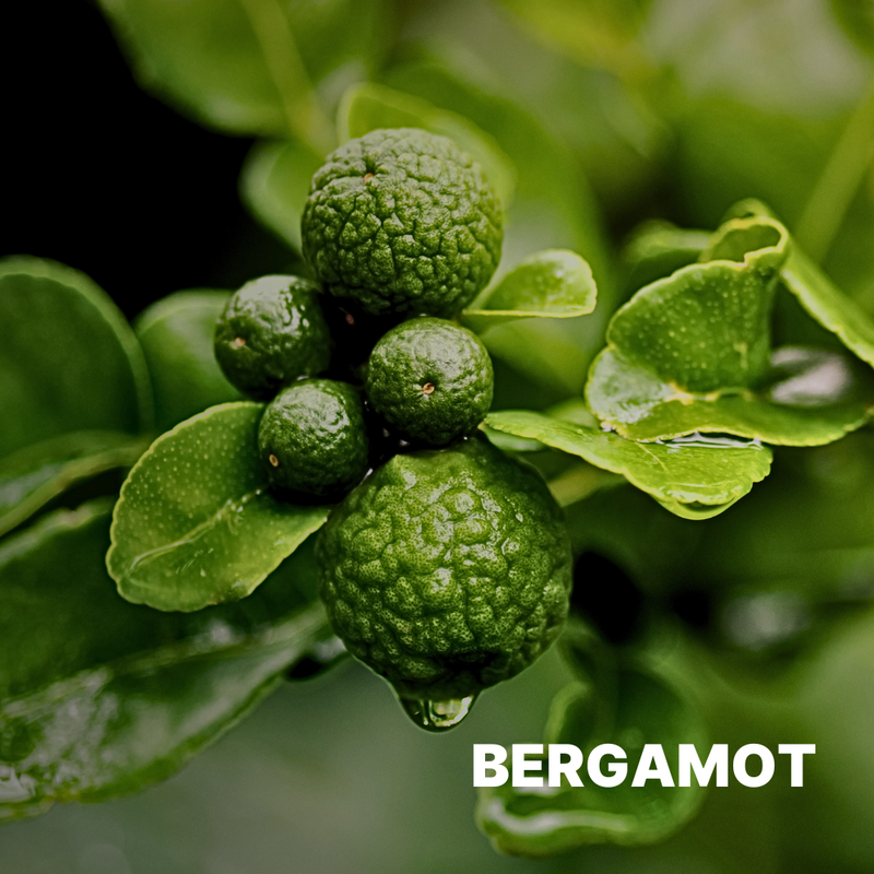 BERGAMOT