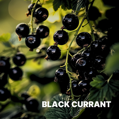 BLACK CURRANT
