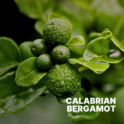 BERGAMOT