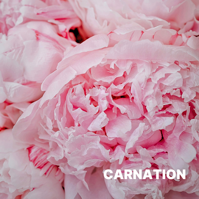 CARNATION