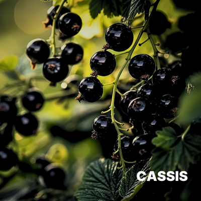 BLACK CURRANT