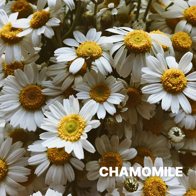 CHAMOMILE