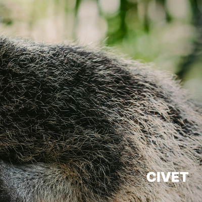 CIVET