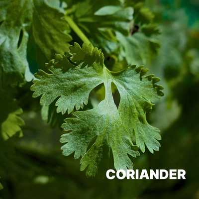 CORIANDER