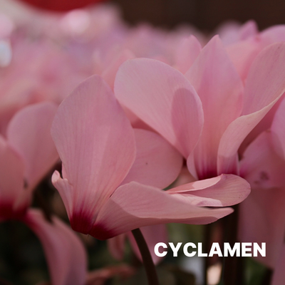 CYCLAMEN