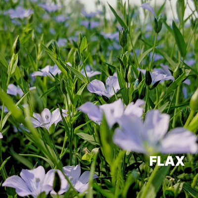 FLAX