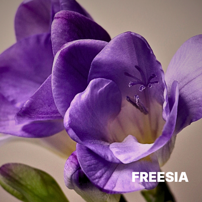 FREESIA