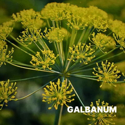 GALBANUM