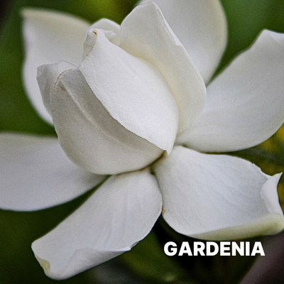 GARDENIA