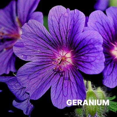 GERANIUM