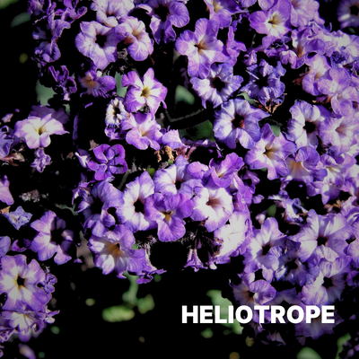 HELIOTROPE