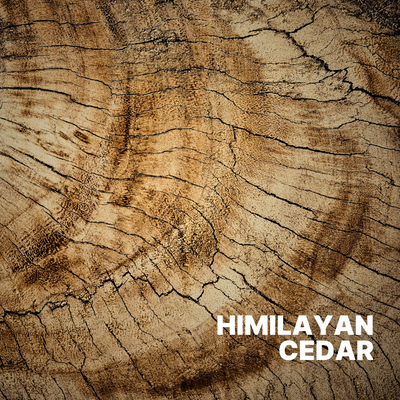 CEDAR