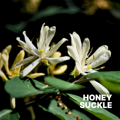 HONEYSUCKLE