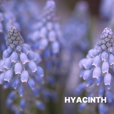 HYACINTH