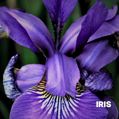IRIS