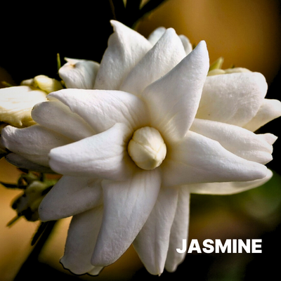 JASMINE