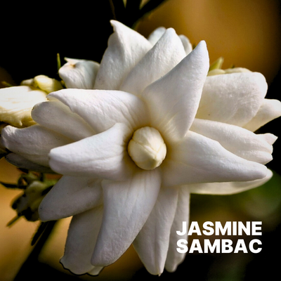 JASMINE