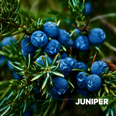 JUNIPER