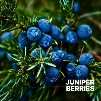 JUNIPER BERRIES