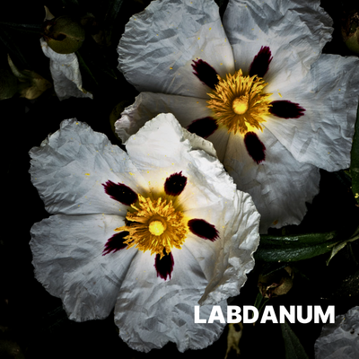 LABDANUM