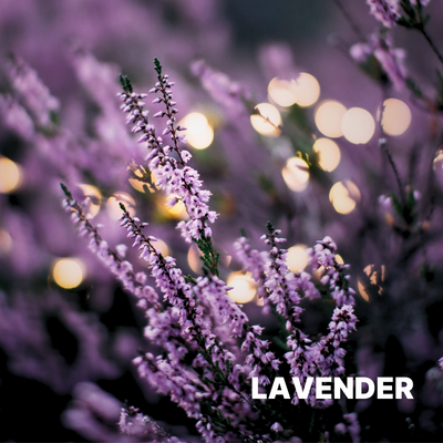 LAVENDER