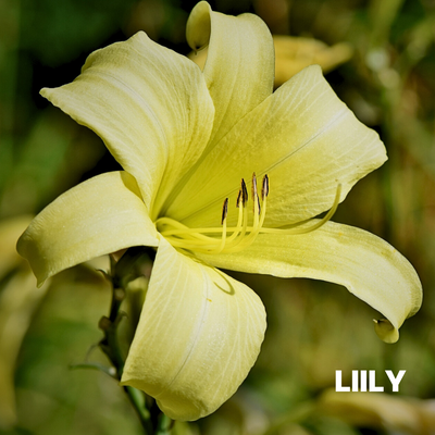LILY