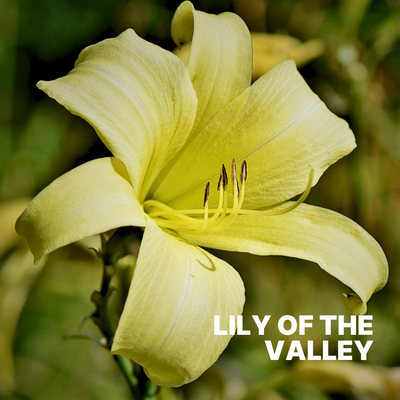 LILY