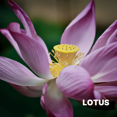 LOTUS