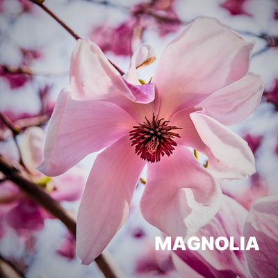 MAGNOLIA
