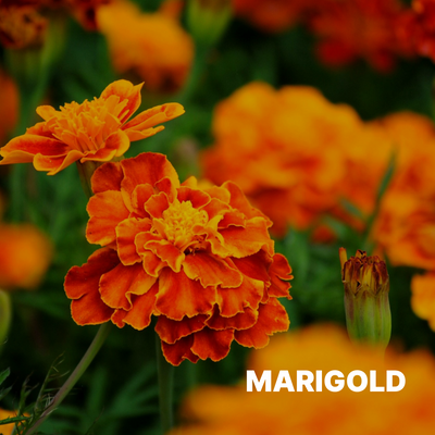 MARIGOLD