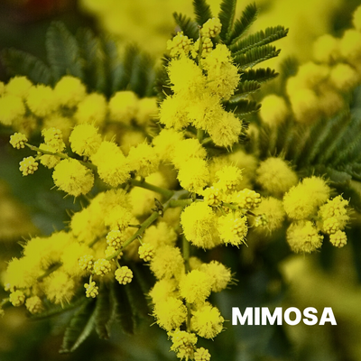 MIMOSA