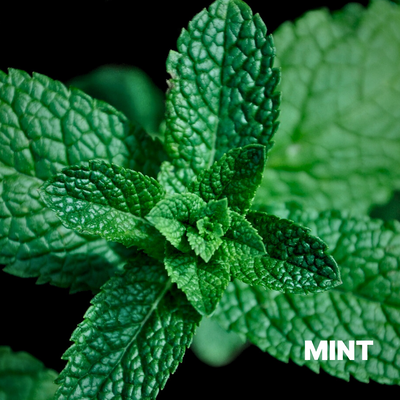 MINT