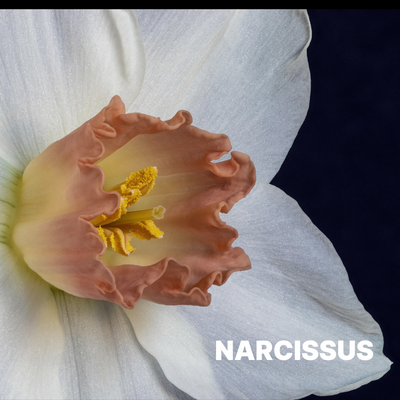 NARCISSUS
