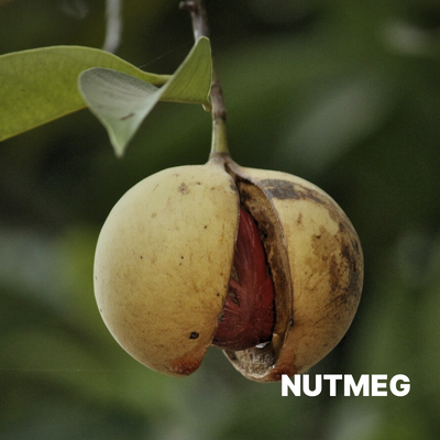 NUTMEG