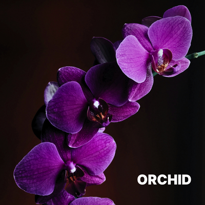 ORCHID