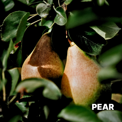 PEAR