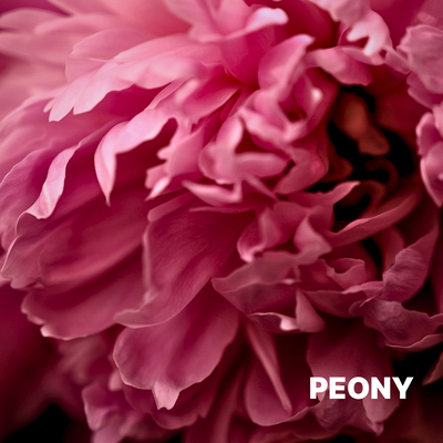 PEONY