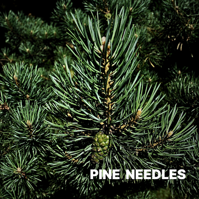 PINE