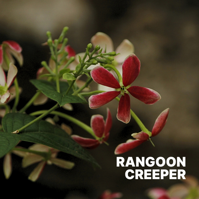 RANGOON CREEPER