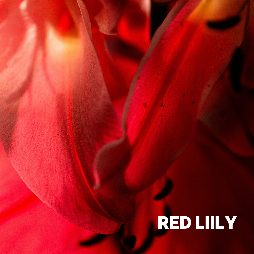 Red Lily