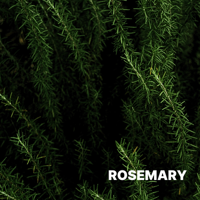 ROSEMARY