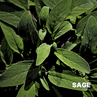 SAGE