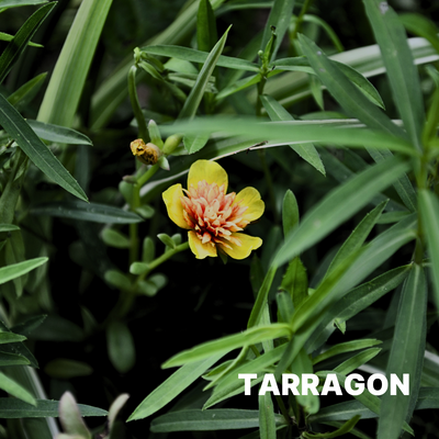 TARRAGON