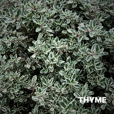 THYME