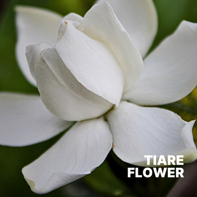 TIARE