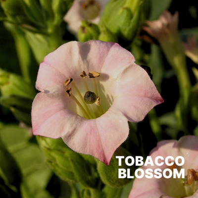 TOBACCO BLOSSOM
